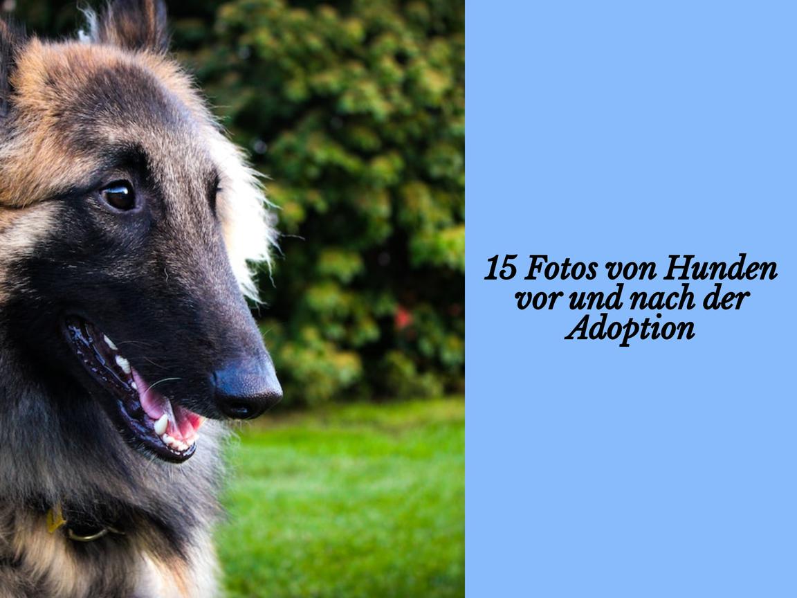 15 Fotos von Hunden vor und nach der Adoption