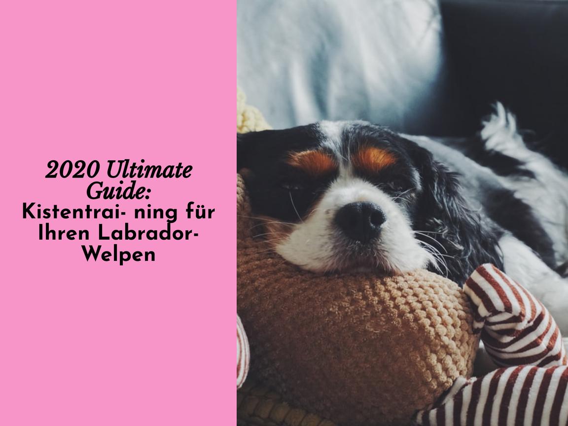 2020 Ultimate Guide: Kistentraining für Ihren Labrador-Welpen