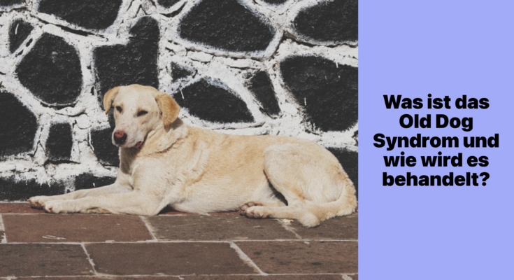 Was ist das Old Dog Syndrom und wie wird es behandelt?