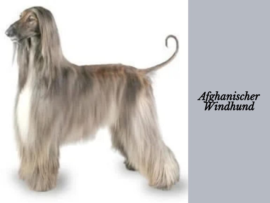 Haart mein Afghanischer Windhund? Wie stark? Zu welcher Jahreszeit?
