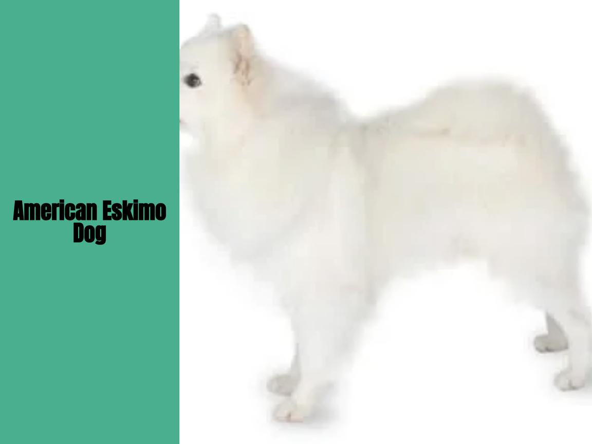 Haart mein American Eskimo Dog? Wie stark? Zu welcher Jahreszeit?