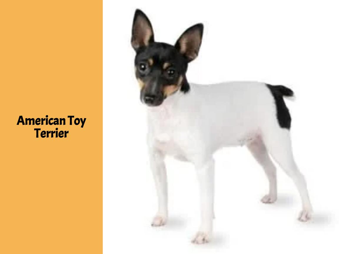American Toy Terrier
