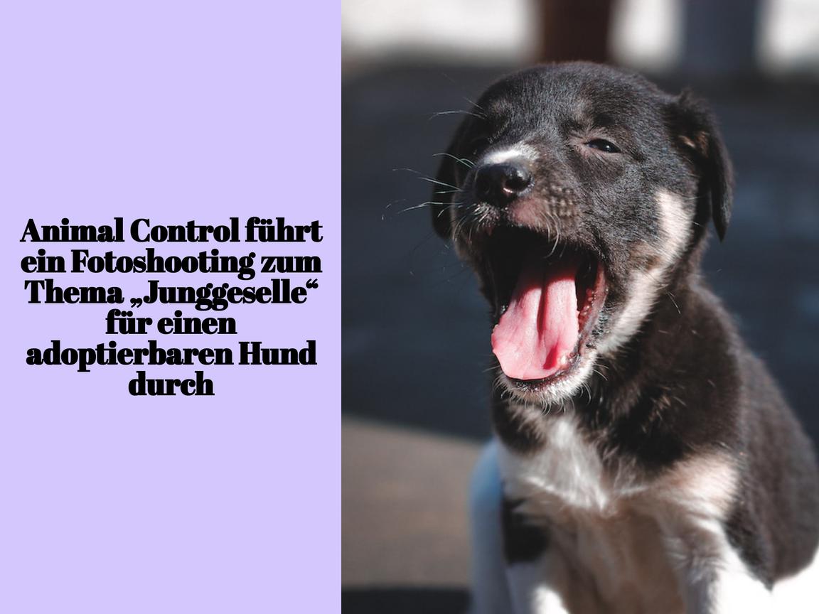 Animal Control führt ein Fotoshooting zum Thema „Junggeselle“ für einen adoptierbaren Hund durch