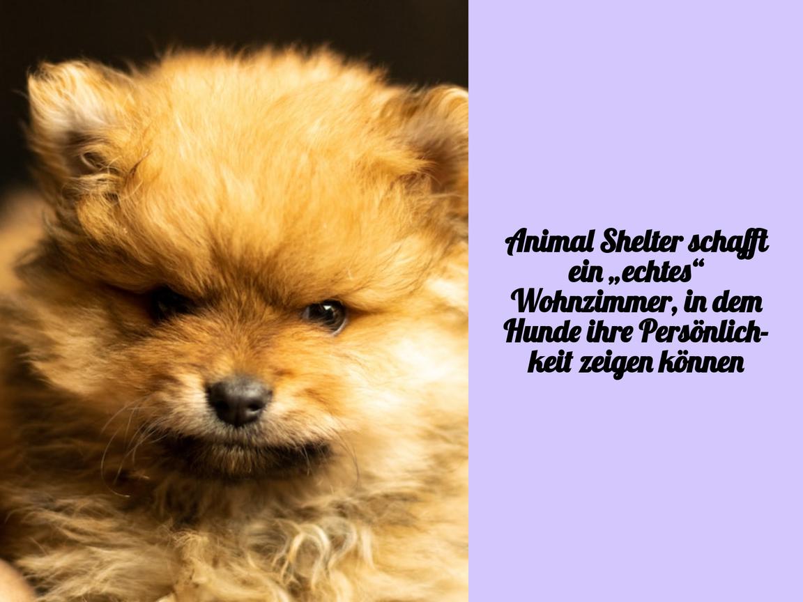 Animal Shelter schafft ein „echtes“ Wohnzimmer, in dem Hunde ihre Persönlichkeit zeigen können