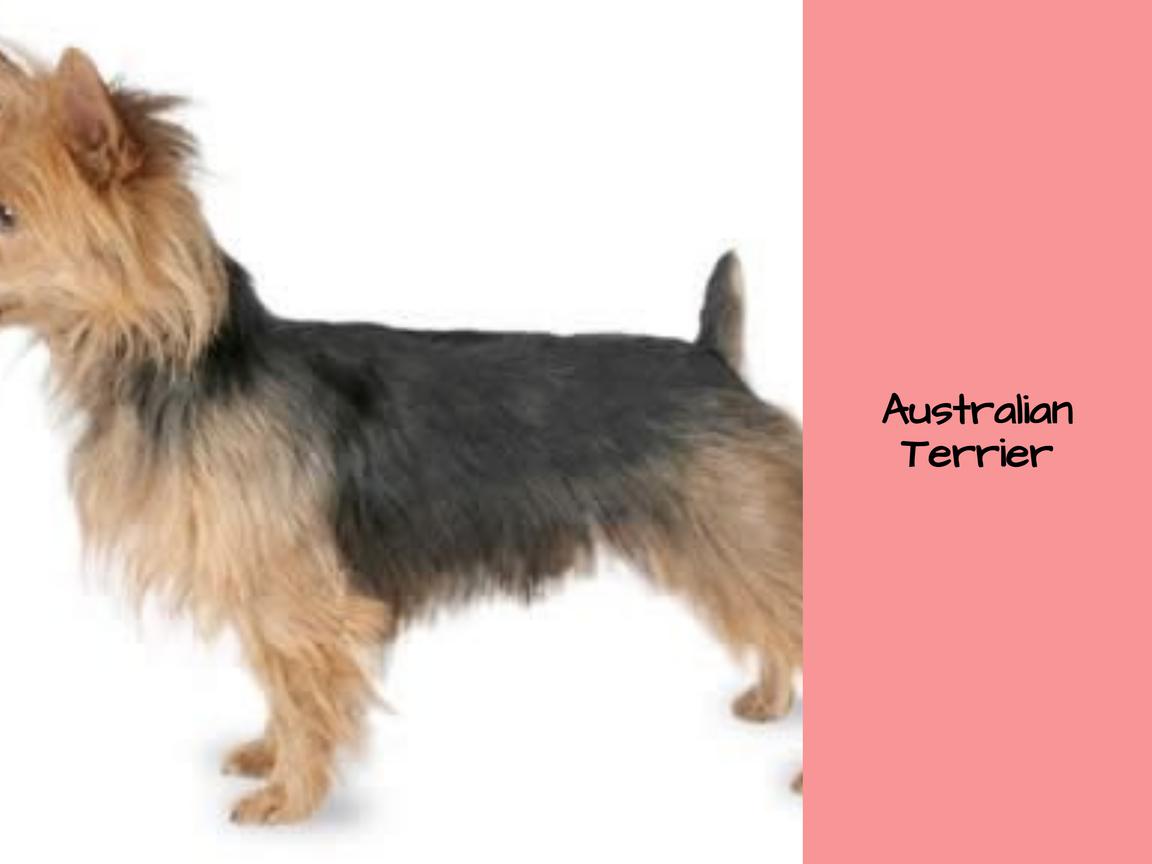 Ist ein Australian Terrier geeignet für Wohnungen?