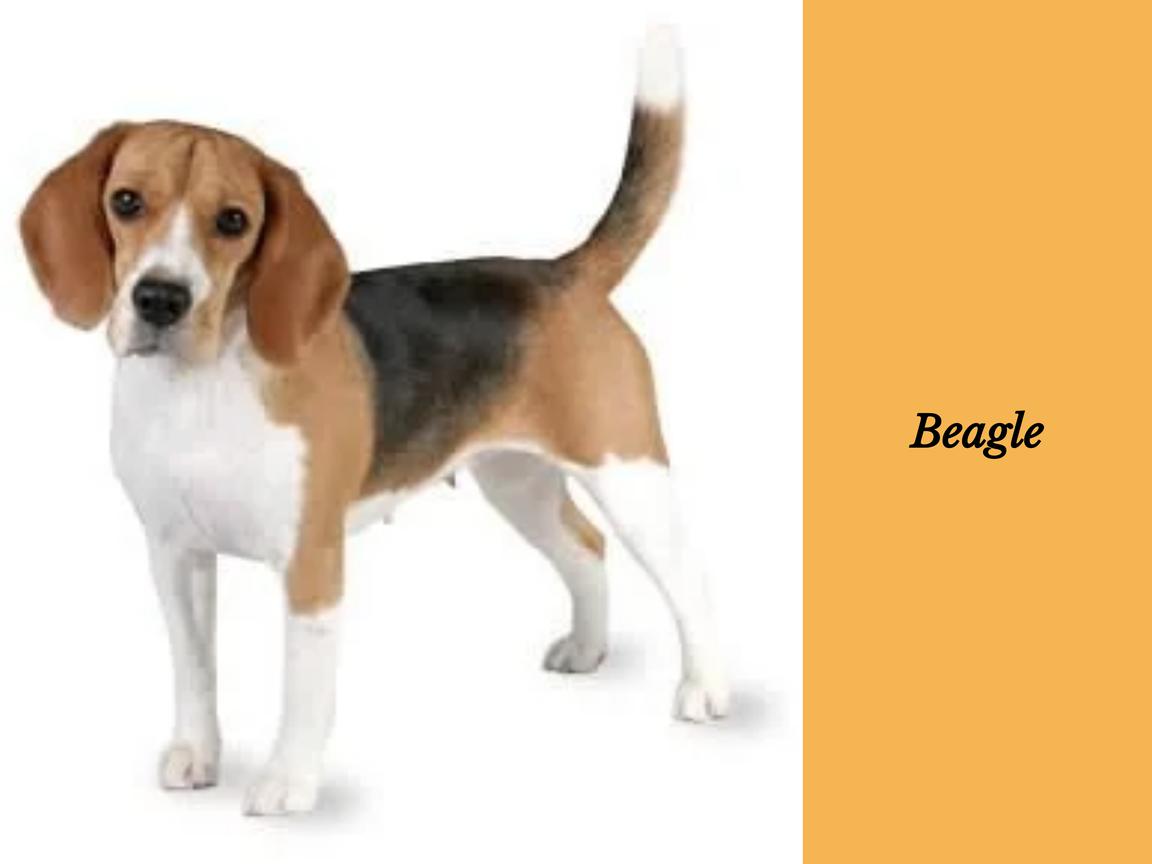 Ist ein Beagle geeignet für Wohnungen?