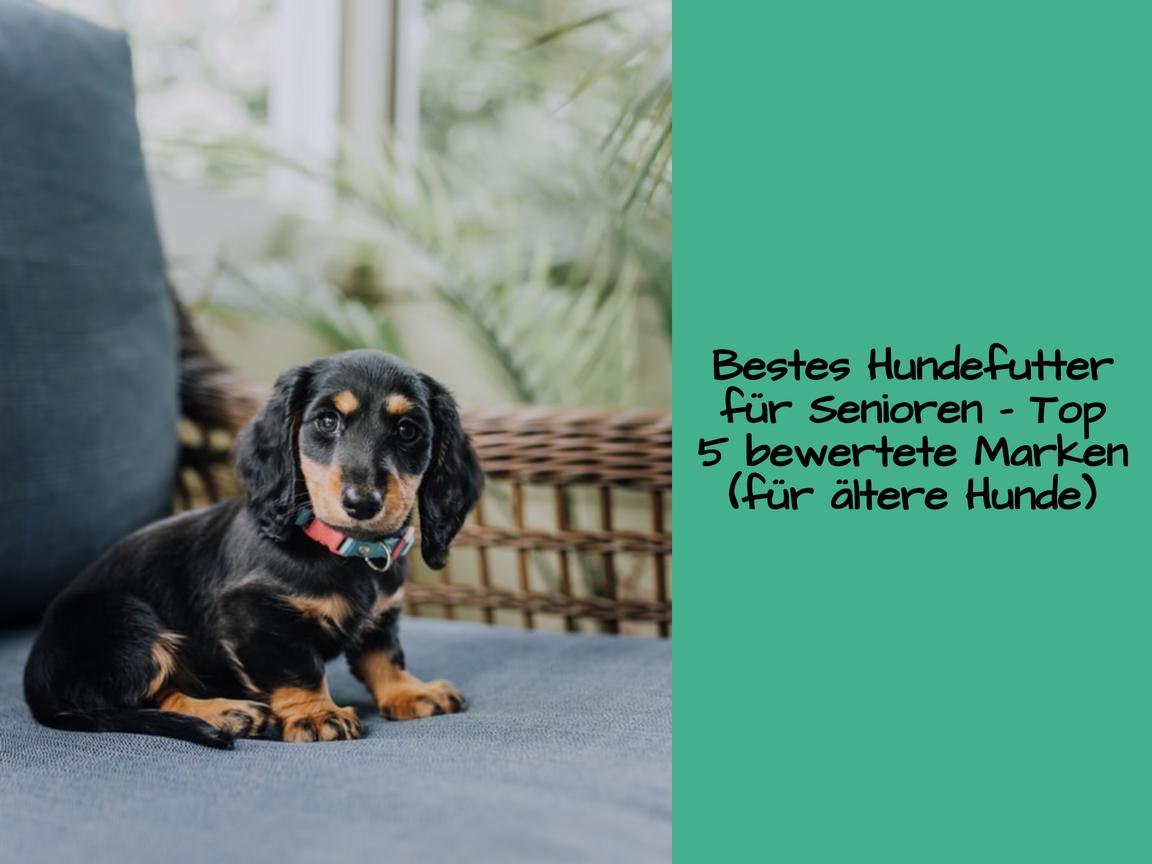 Bestes Hundefutter für Senioren – Top 5 bewertete Marken (für ältere Hunde)