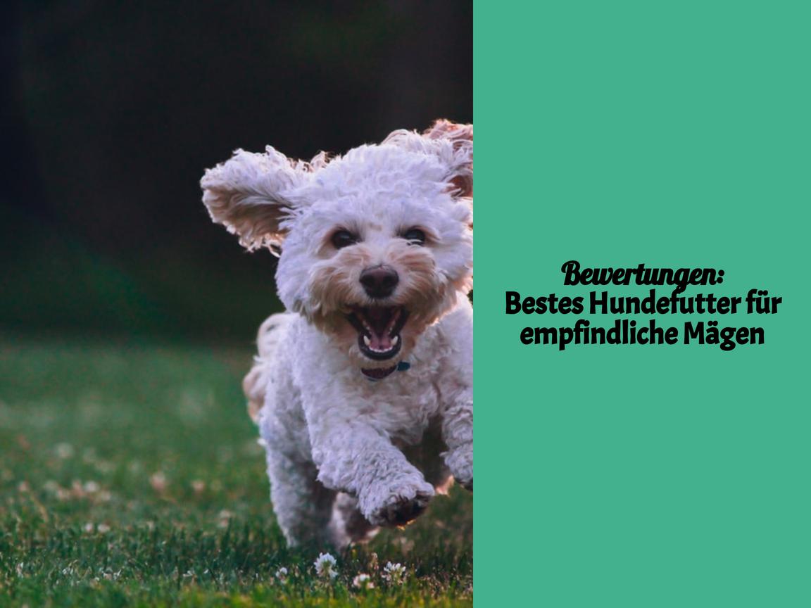 Bewertungen: Bestes Hundefutter für empfindliche Mägen