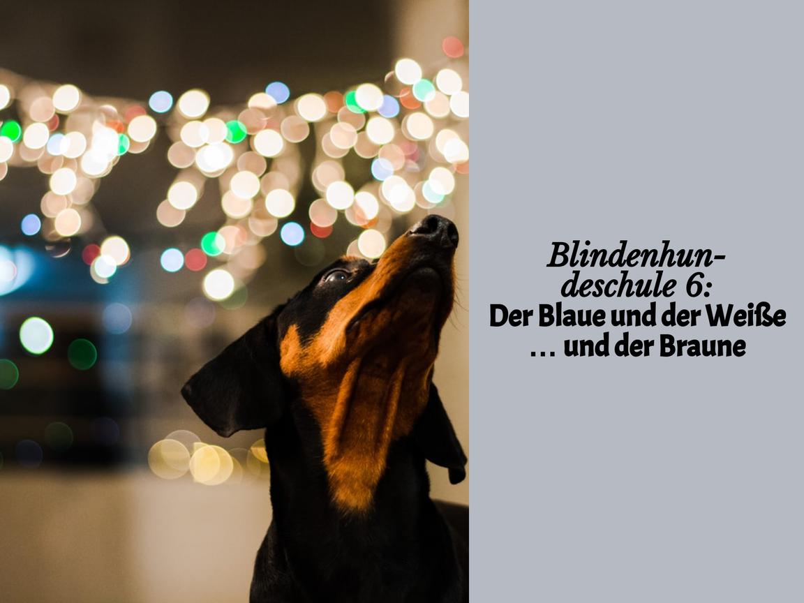 Blindenhundeschule 6: Der Blaue und der Weiße … und der Braune