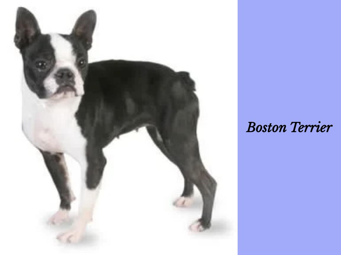 Ist ein Boston Terrier geeignet für Wohnungen?