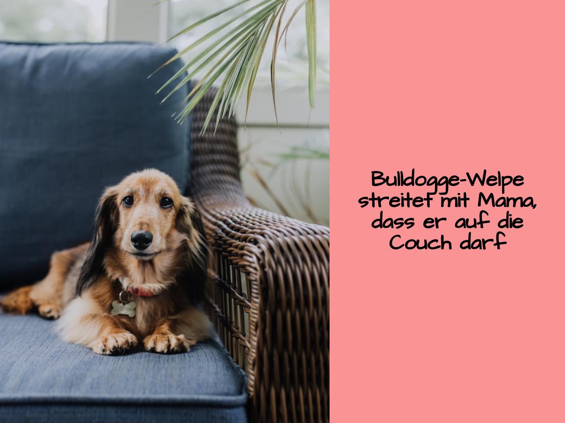 Bulldogge-Welpe streitet mit Mama, dass er auf die Couch darf