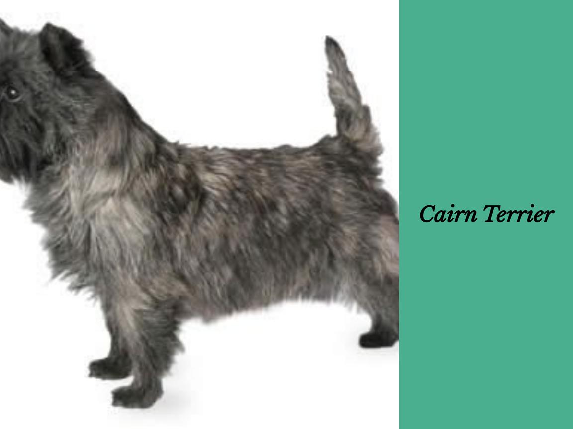 Ist ein Cairn Terrier geeignet für Wohnungen?
