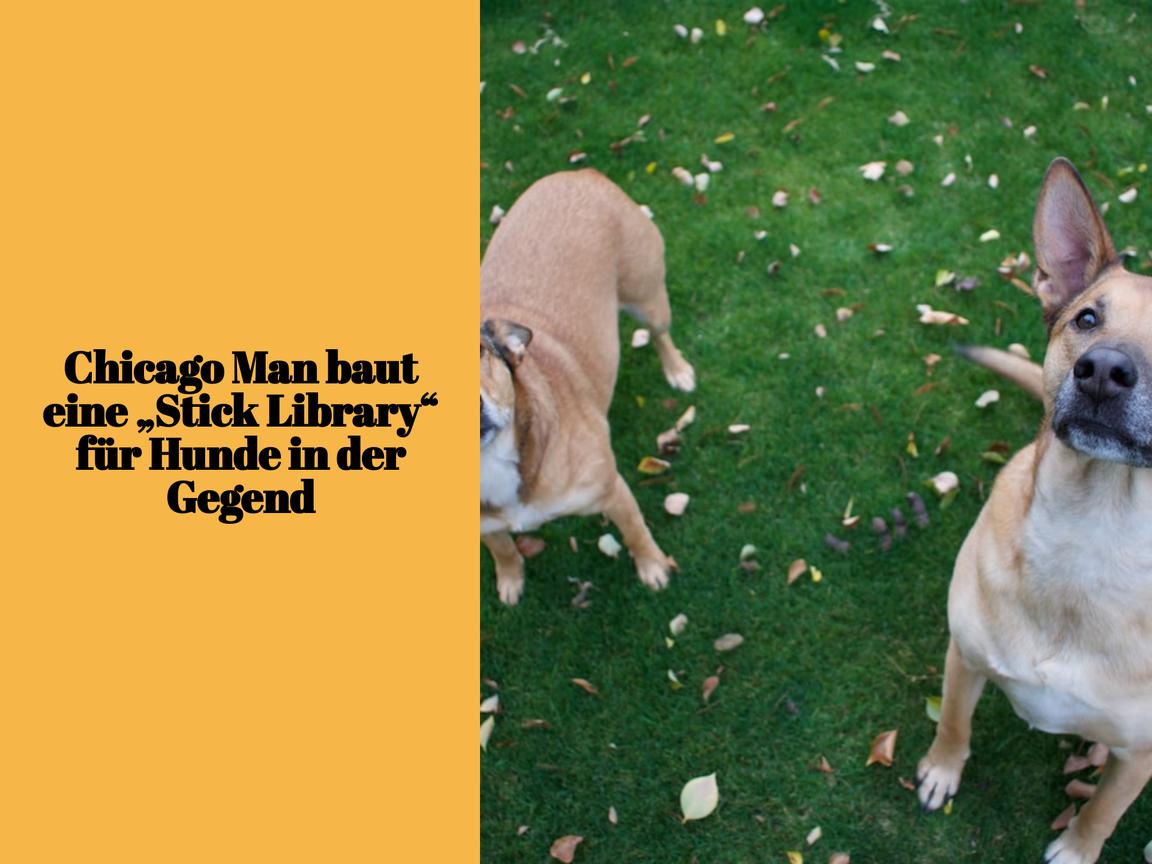 Chicago Man baut eine „Stick Library“ für Hunde in der Gegend