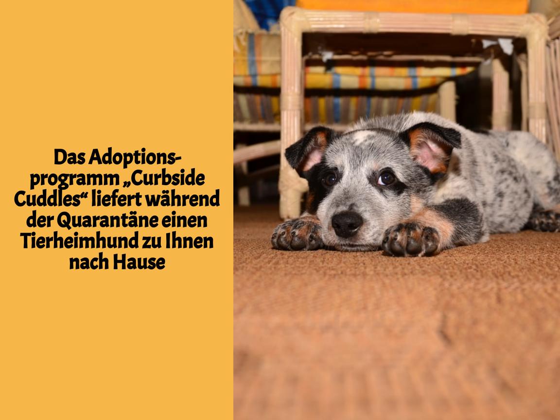 Das Adoptionsprogramm „Curbside Cuddles“ liefert während der Quarantäne einen Tierheimhund zu Ihnen nach Hause