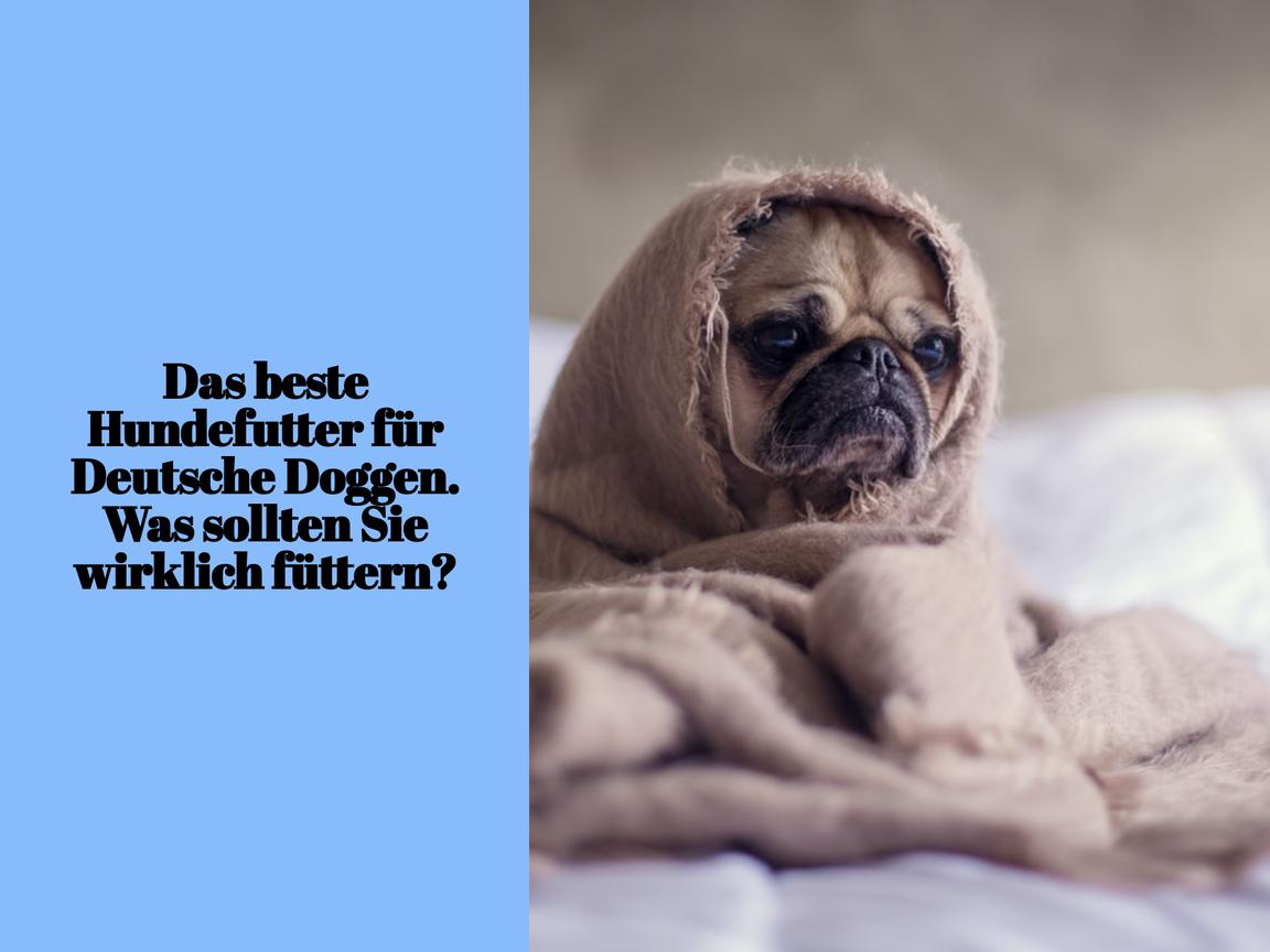 Das beste Hundefutter für Deutsche Doggen. Was sollten Sie wirklich füttern?