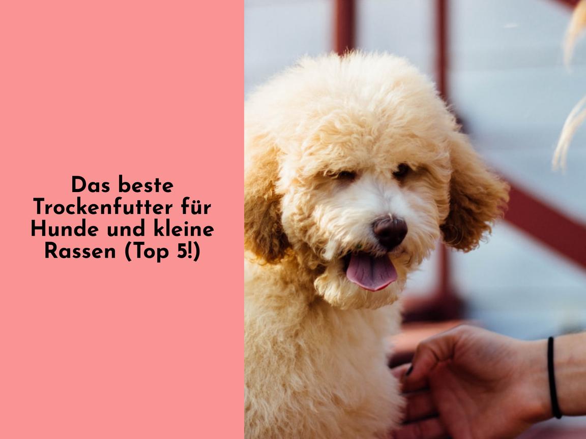 Das beste Trockenfutter für Hunde und kleine Rassen (Top 5!)