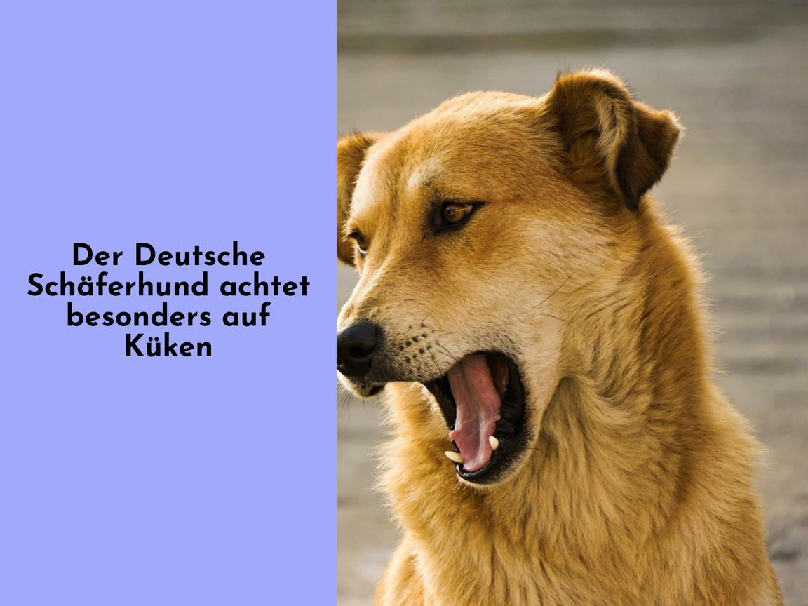 Der Deutsche Schäferhund achtet besonders auf Küken