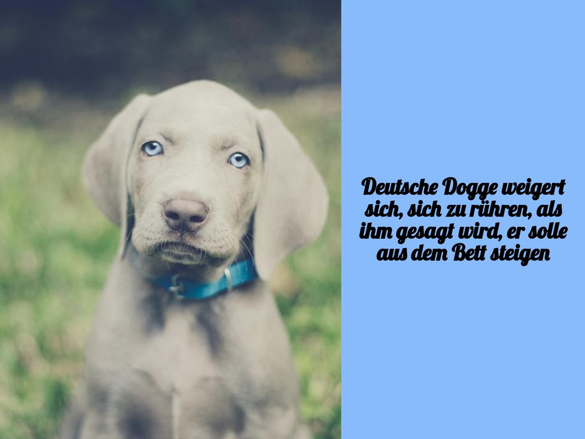 Deutsche Dogge weigert sich, sich zu rühren, als ihm gesagt wird, er solle aus dem Bett steigen