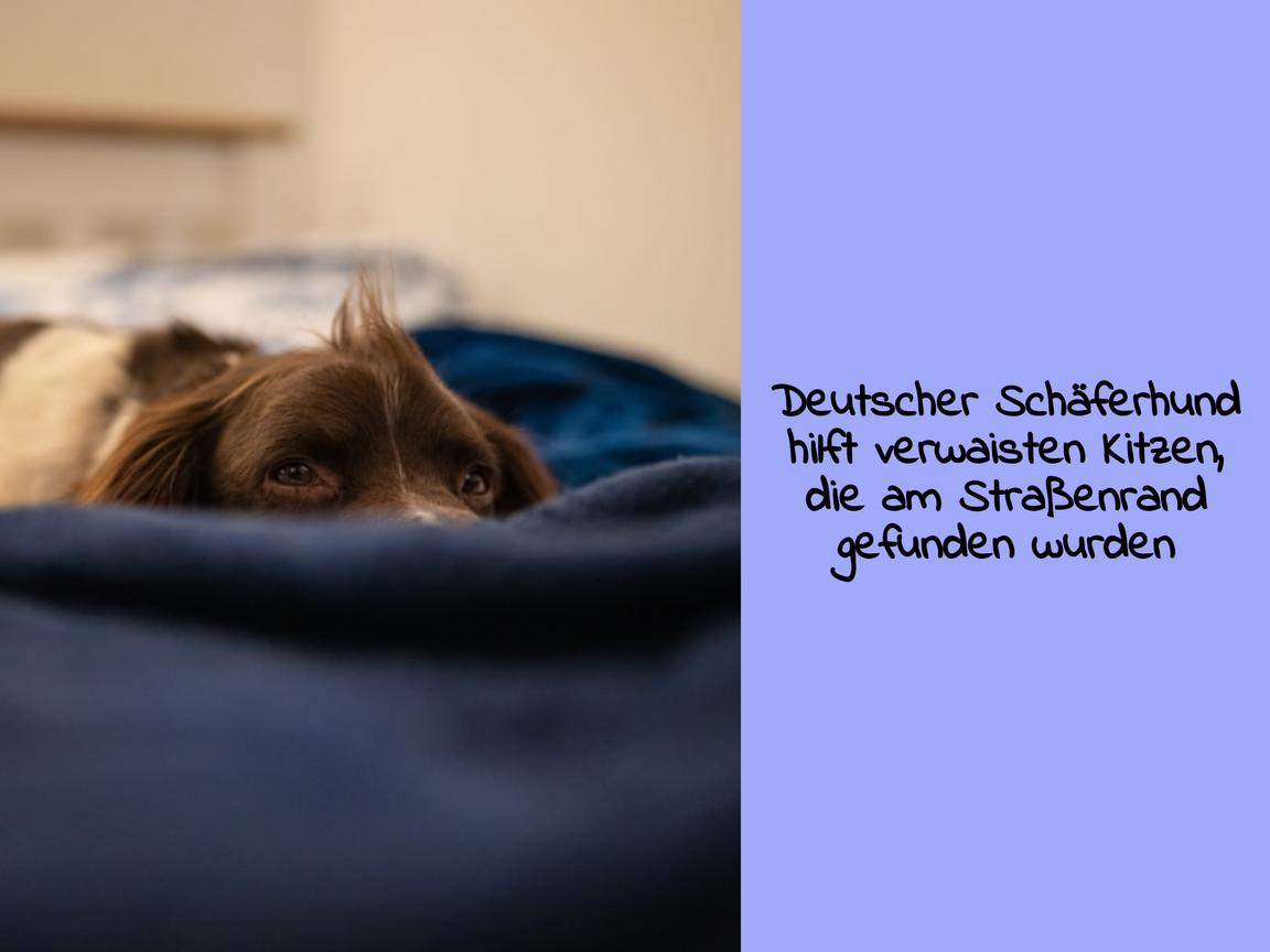 Deutscher Schäferhund hilft verwaisten Kitzen, die am Straßenrand gefunden wurden