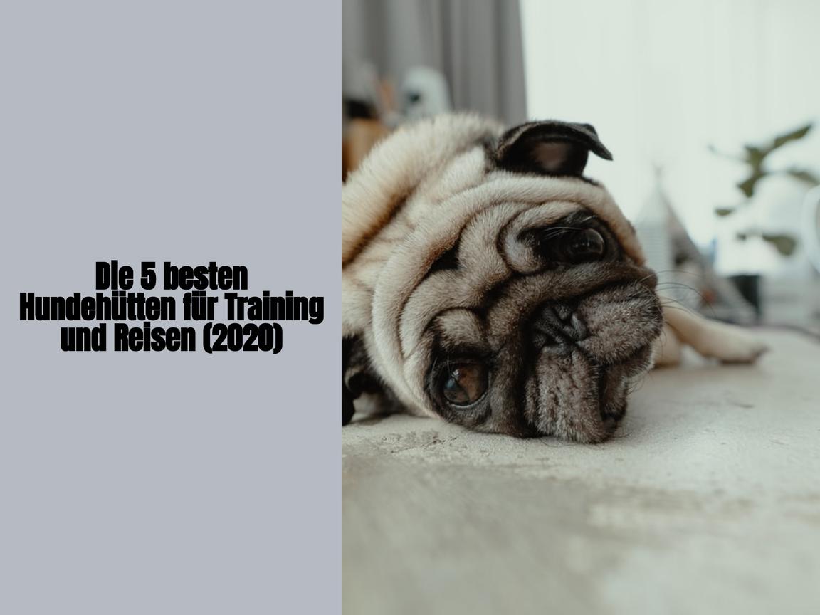 Die 5 besten Hundehütten für Training und Reisen (2020)