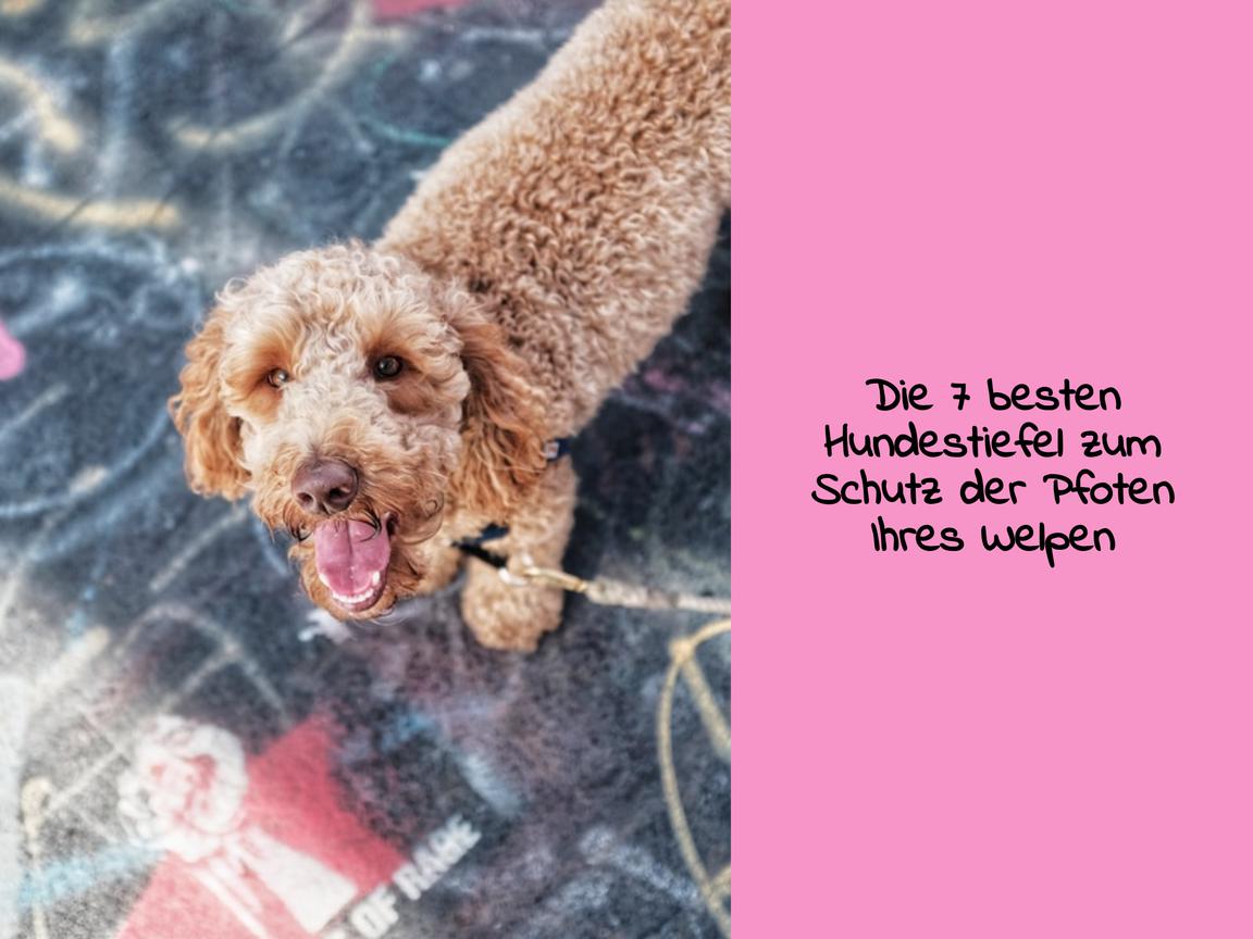 Die 7 besten Hundestiefel zum Schutz der Pfoten Ihres Welpen