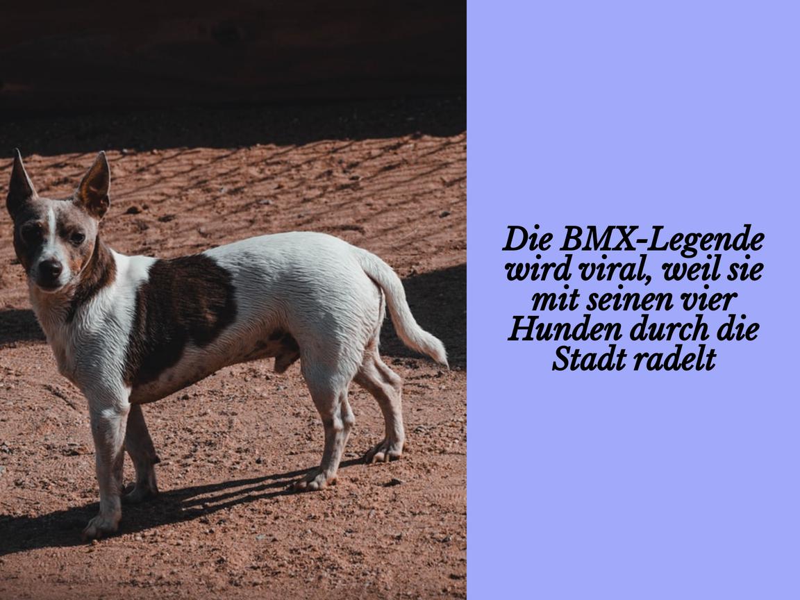 Die BMX-Legende wird viral, weil sie mit seinen vier Hunden durch die Stadt radelt