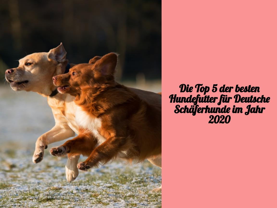 Die Top 5 der besten Hundefutter für Deutsche Schäferhunde im Jahr 2020