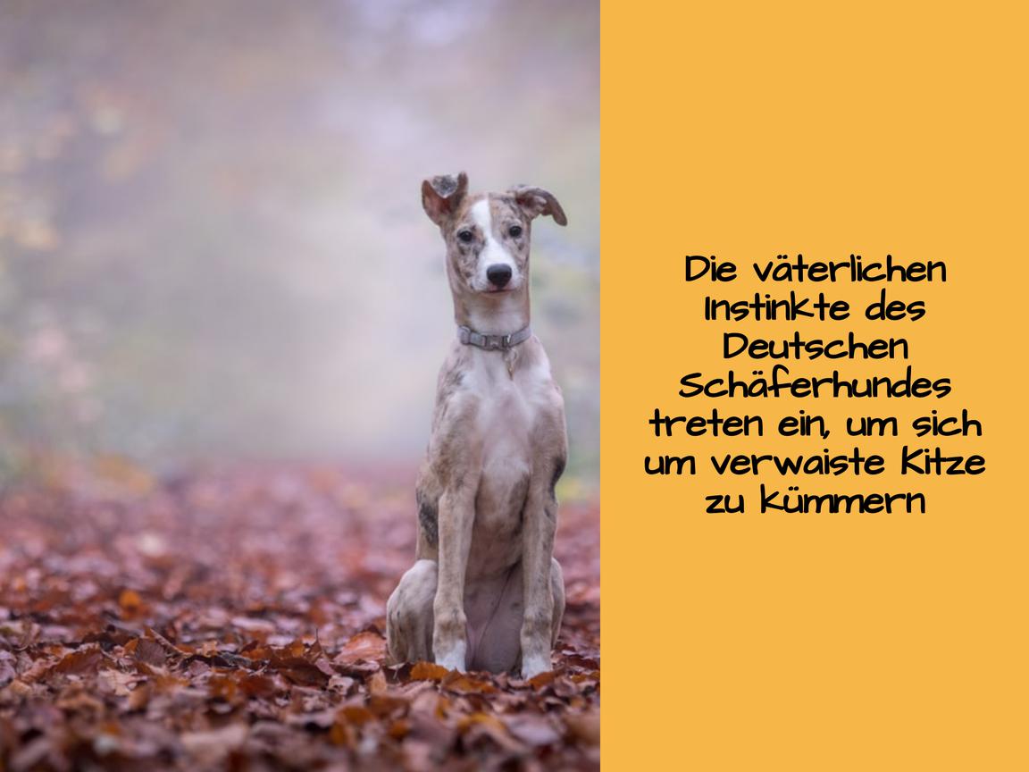 Die väterlichen Instinkte des Deutschen Schäferhundes treten ein, um sich um verwaiste Kitze zu kümmern