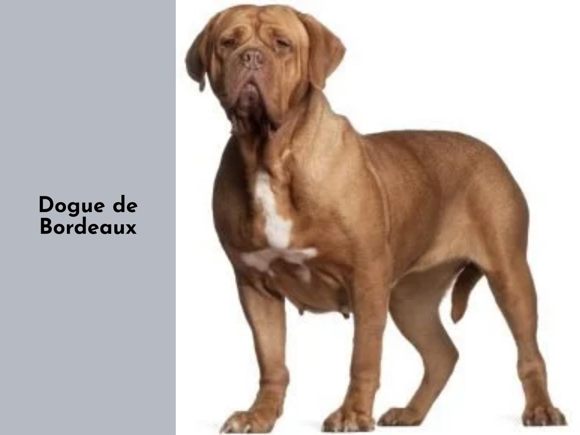 Ist ein Dogue de Bordeaux geeignet für Wohnungen?