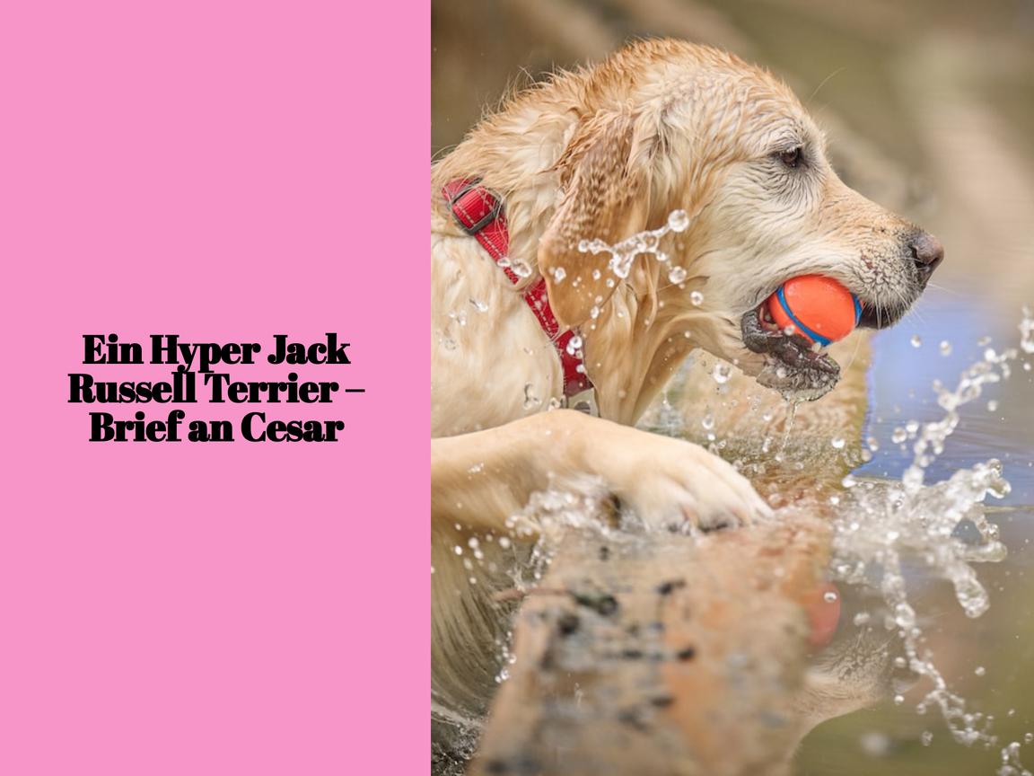 Ein Hyper Jack Russell Terrier – Brief an Cesar