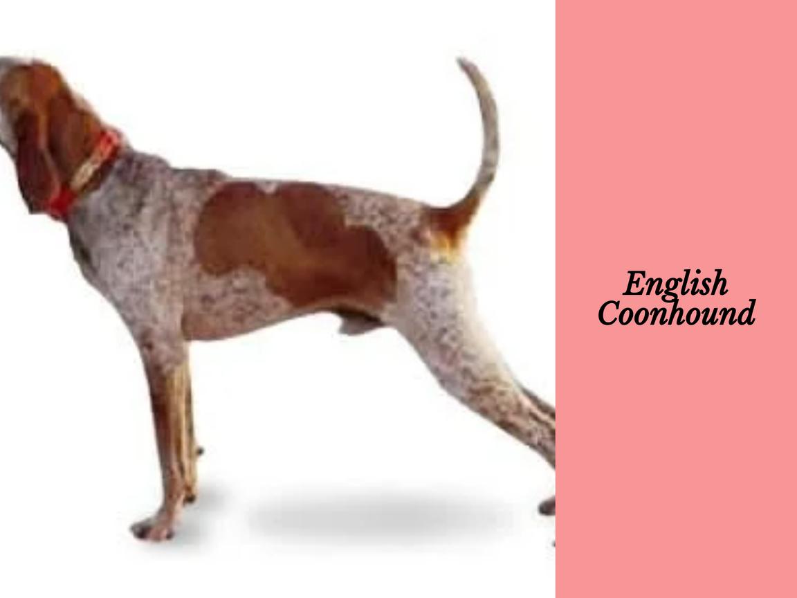 English Coonhound