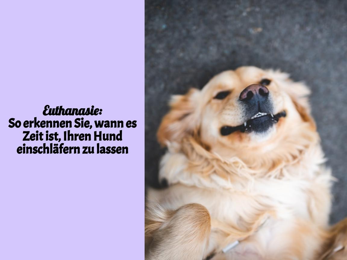 Euthanasie: So erkennen Sie, wann es Zeit ist, Ihren Hund einschläfern zu lassen