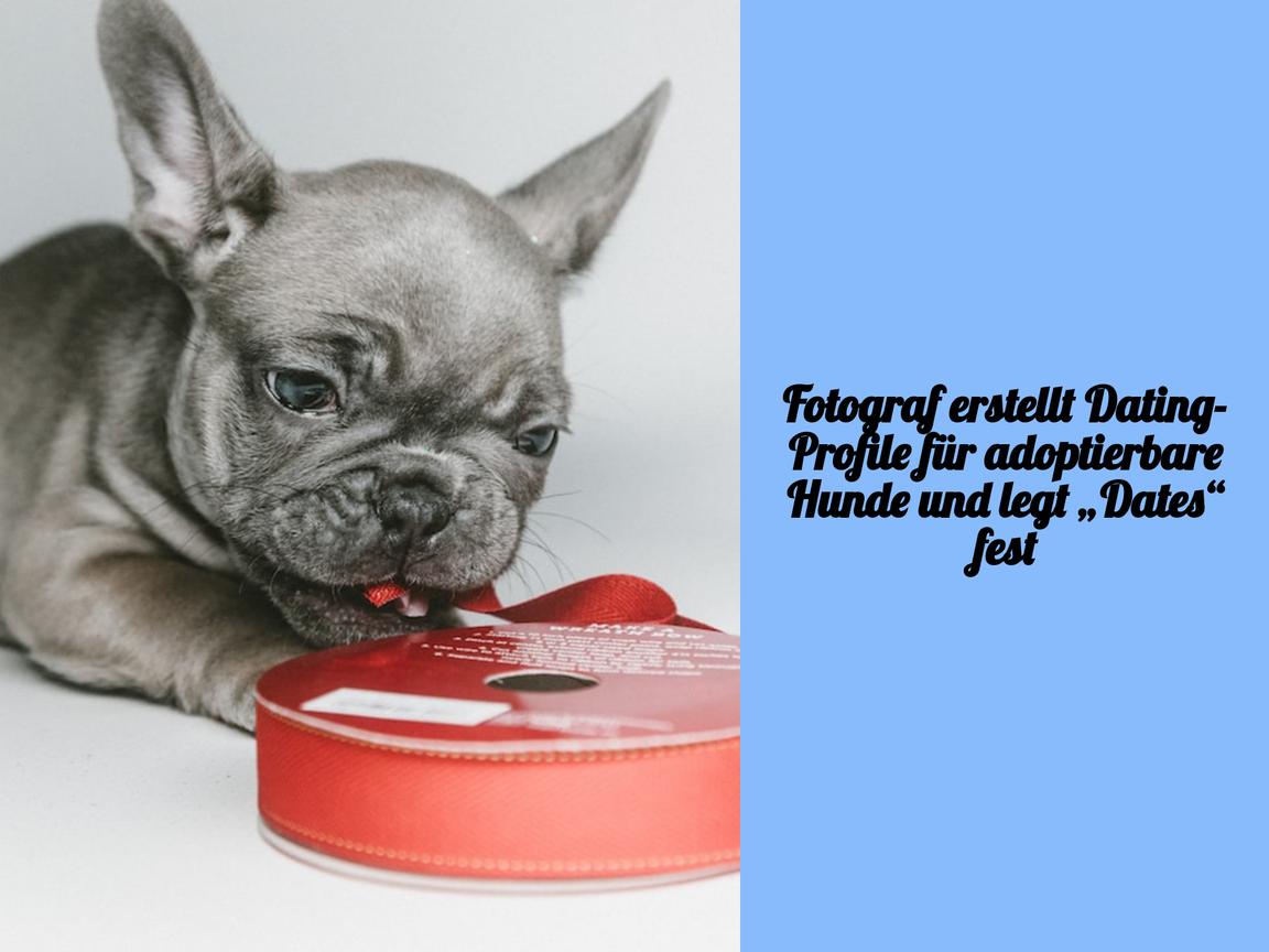 Fotograf erstellt Dating-Profile für adoptierbare Hunde und legt „Dates“ fest