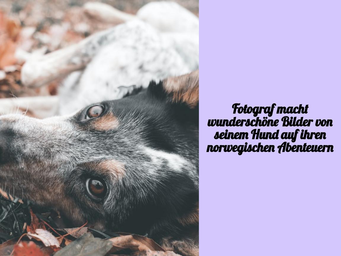 Fotograf macht wunderschöne Bilder von seinem Hund auf ihren norwegischen Abenteuern