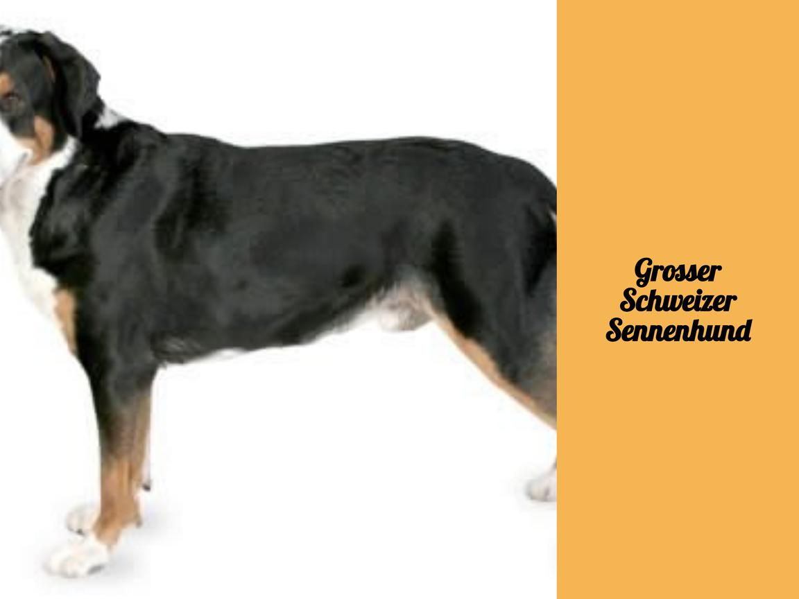 Grosser Schweizer Sennenhund