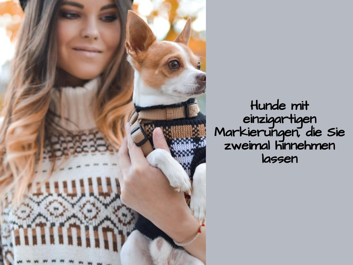 Hunde mit einzigartigen Markierungen, die Sie zweimal hinnehmen lassen