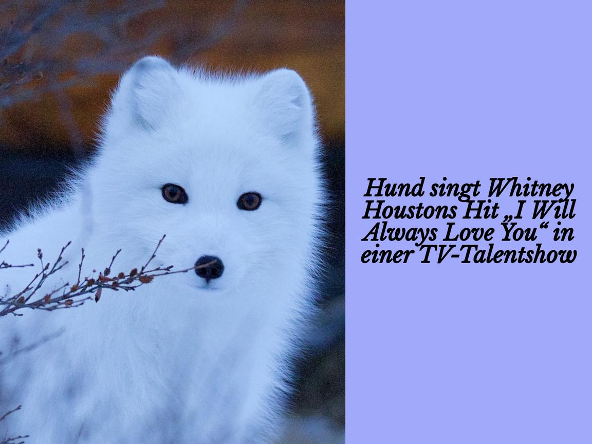 Hund singt Whitney Houstons Hit „I Will Always Love You“ in einer TV-Talentshow