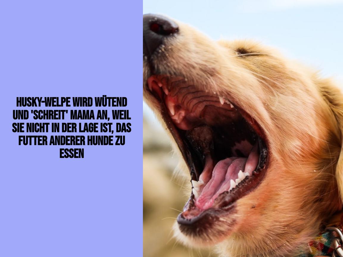 Husky-Welpe wird wütend und 'schreit' Mama an, weil sie nicht in der Lage ist, das Futter anderer Hunde zu essen