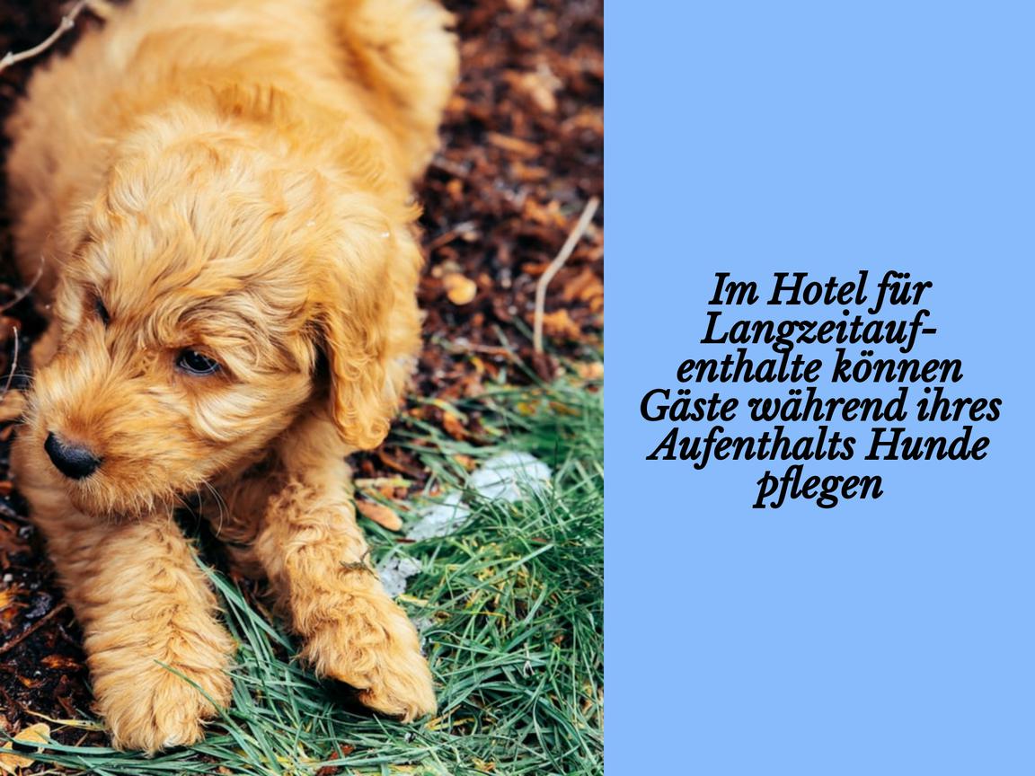 Im Hotel für Langzeitaufenthalte können Gäste während ihres Aufenthalts Hunde pflegen