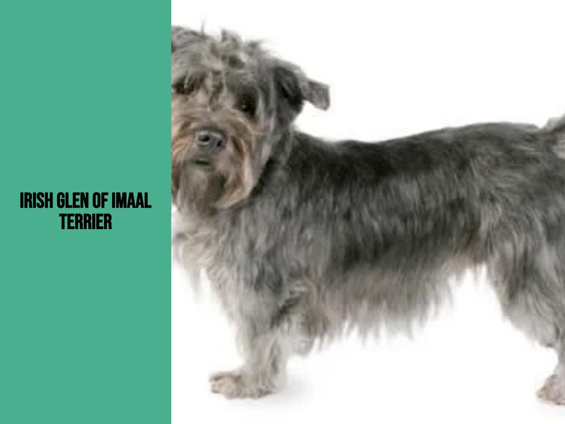 Ist ein Irish Glen of Imaal Terrier geeignet für Wohnungen?