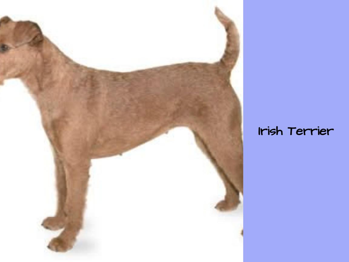 Haart mein Irish Terrier? Wie stark? Zu welcher Jahreszeit?