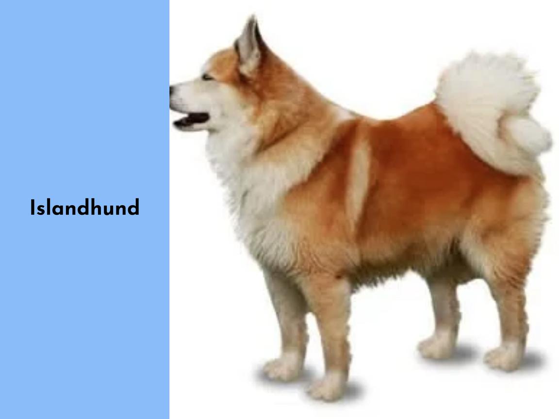 Islandhund