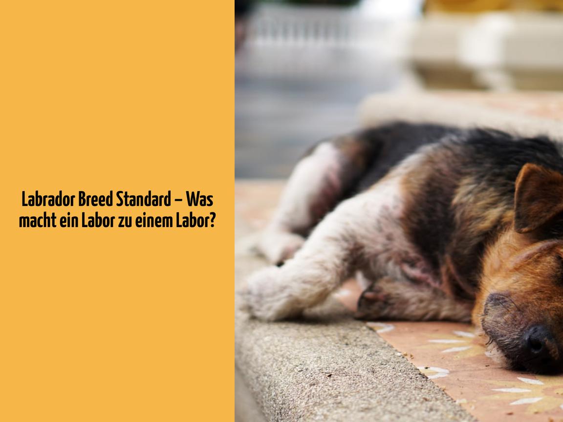 Labrador Breed Standard – Was macht ein Labor zu einem Labor?