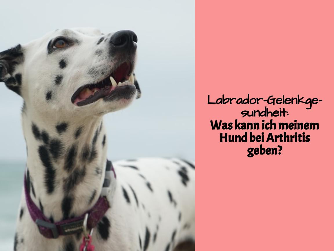 Labrador-Gelenkgesundheit: Was kann ich meinem Hund bei Arthritis geben?