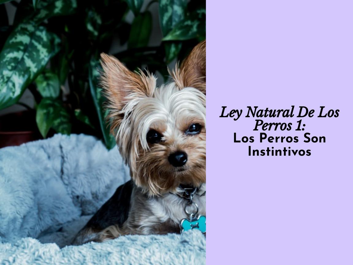 Ley Natural De Los Perros 1: Los Perros Son Instintivos