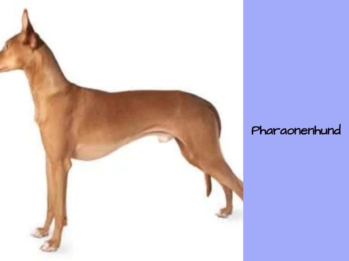 Ist ein Pharaonenhund geeignet für Wohnungen?