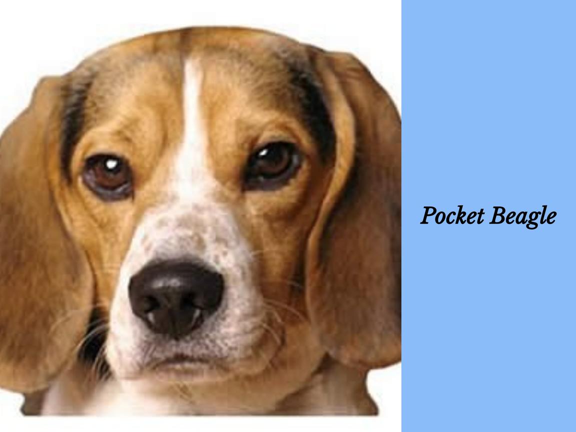 Warum schläft mein Pocket Beagle mit offenen Augen?