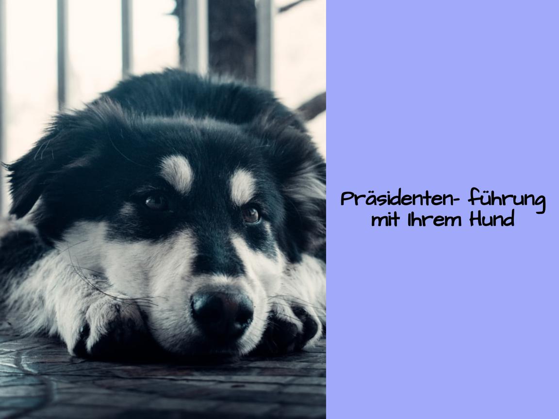 Präsidentenführung mit Ihrem Hund