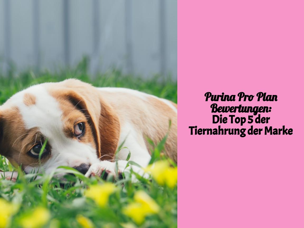 Purina Pro Plan Bewertungen: Die Top 5 der Tiernahrung der Marke