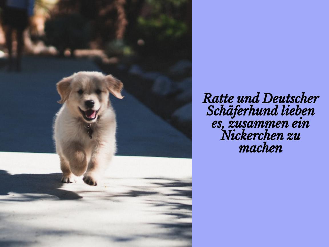 Ratte und Deutscher Schäferhund lieben es, zusammen ein Nickerchen zu machen